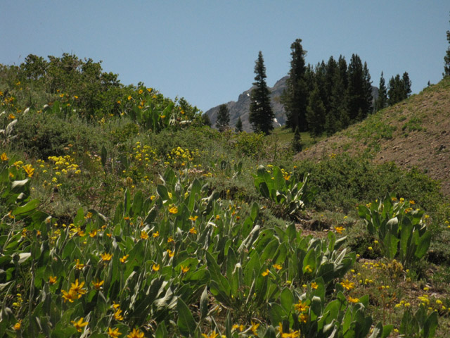 Field of Mule Ears on the way South to the Carson Gap